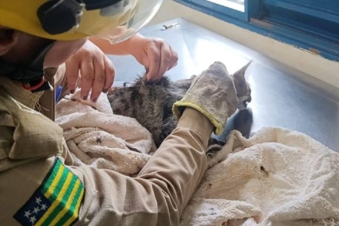 bombeiros-resgatam-gata-com-suspeita-de-envenenamento-em-ipameri