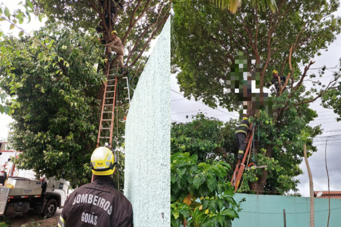 homem-morre-apos-sofrer-choque-eletrico-enquanto-podava-arvore-em-caldas-novas