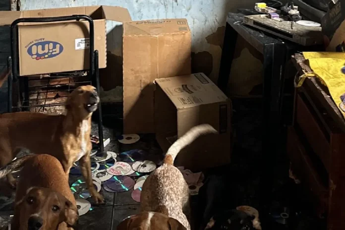 idoso-e-20-animais-que-viviam-em-casa-cheia-de-lixo-sao-resgatados-em-goianapolis